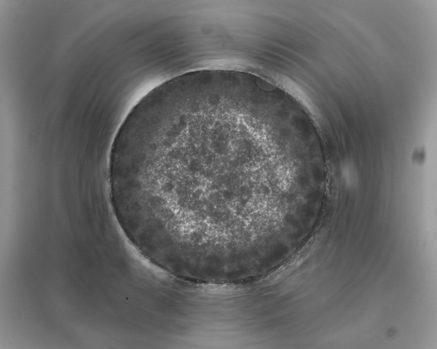 X0000096131087200802011142