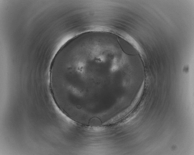 X0000096131095200802011142