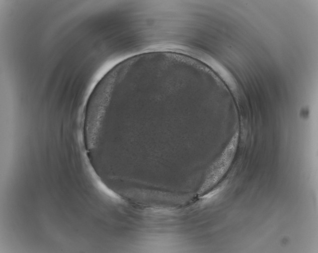 X0000096131102200802011142