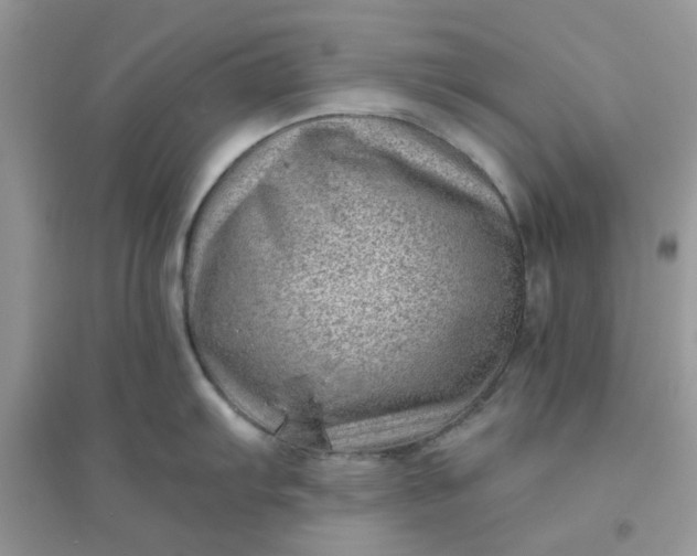 X0000096131103200802011142