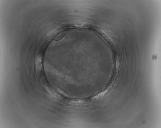 X0000096131106200802011141