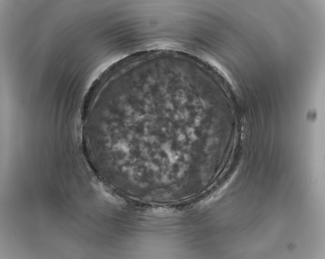 X0000096131117200802011141