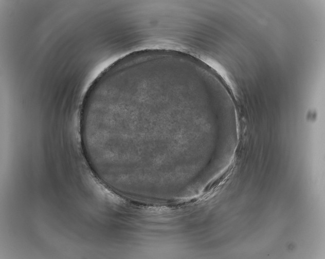 X0000096131120200802011142