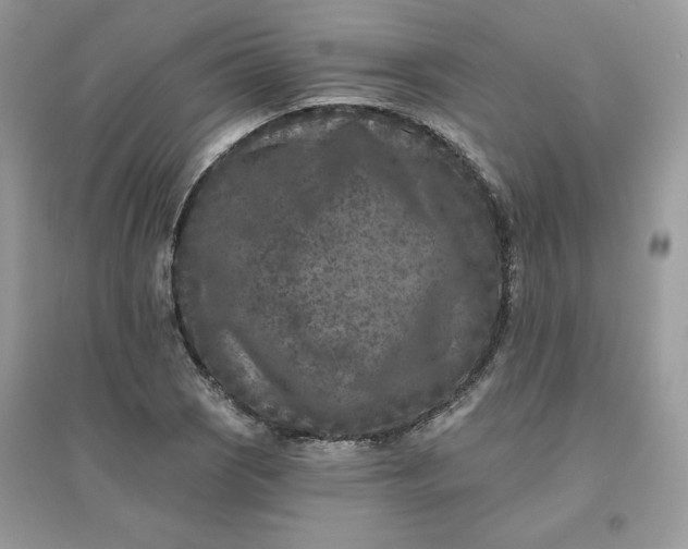 X0000096131121200802011142