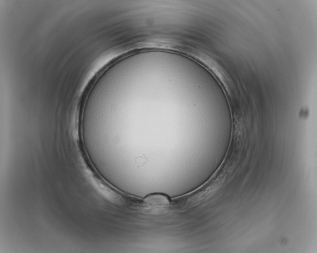 X0000096131131200802011142