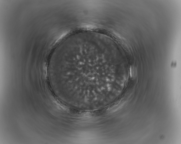 X0000096131155200802011141