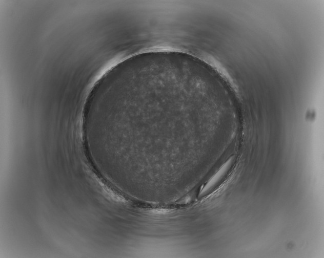 X0000096131173200802011141