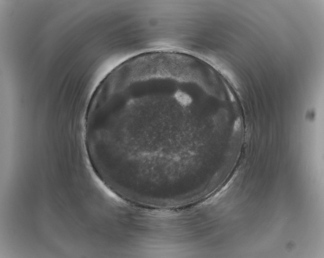 X0000096131239200802011140