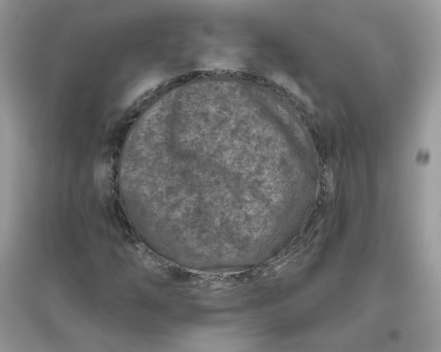 X0000096131254200802011140