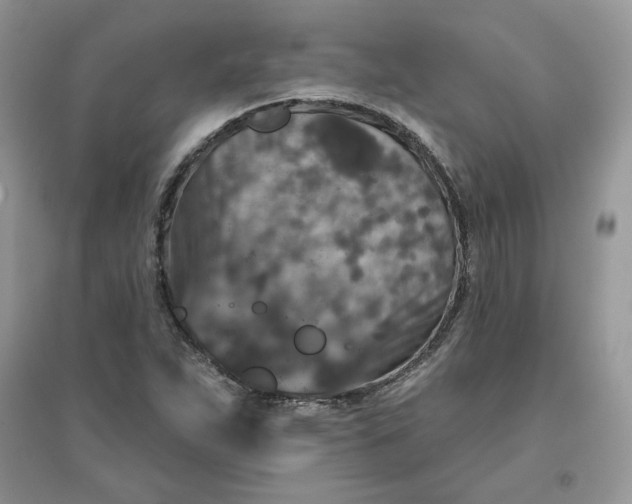X0000096131263200802011140