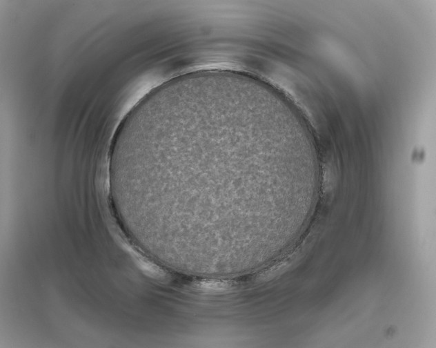 X0000096131274200802011139