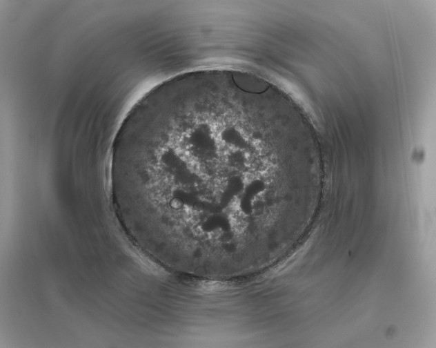 X0000096131275200802011139