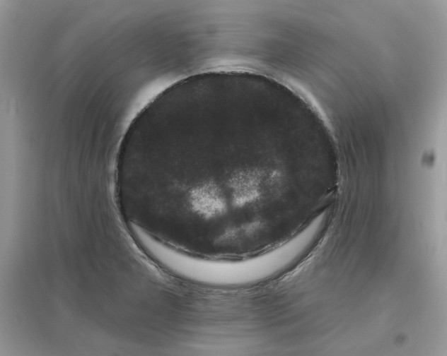 X0000096131277200802011139