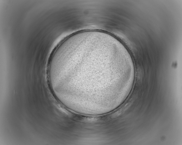 X0000096131278200802011139