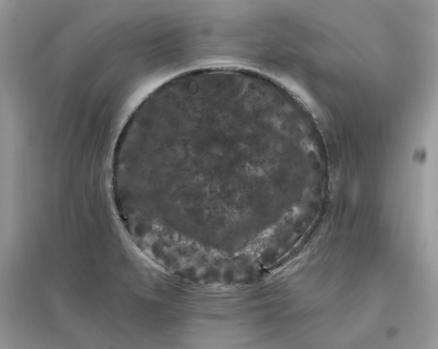 X0000096131279200802011139