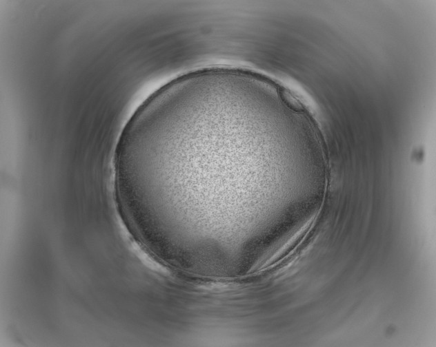 X0000096131287200802011139