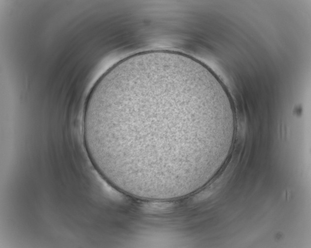 X0000096131294200802011139