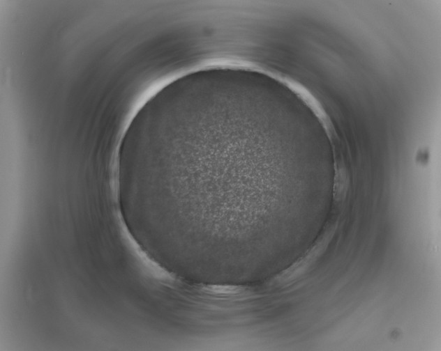 X0000096131295200802011139