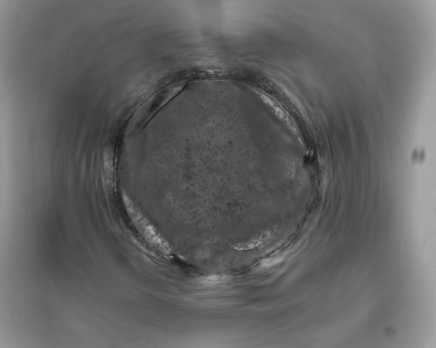 X0000096131298200802011138