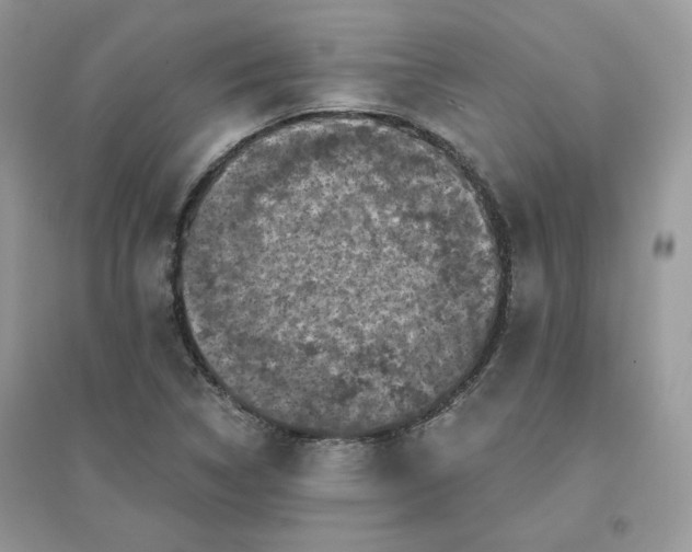 X0000096131314200802011139