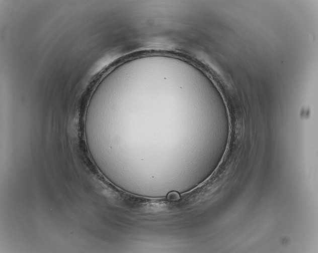 X0000096131315200802011139