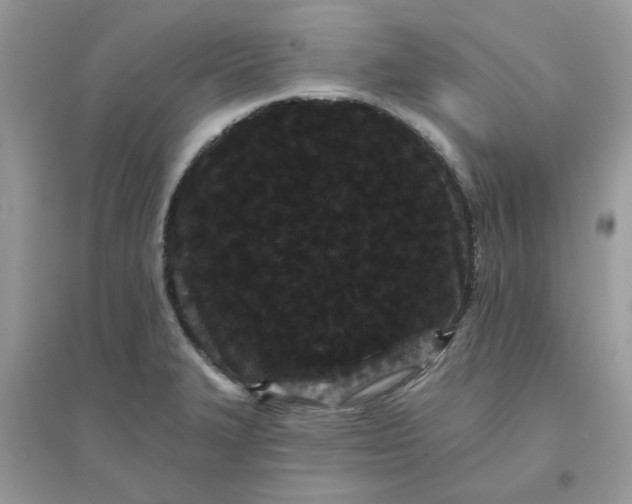 X0000096131327200802011139