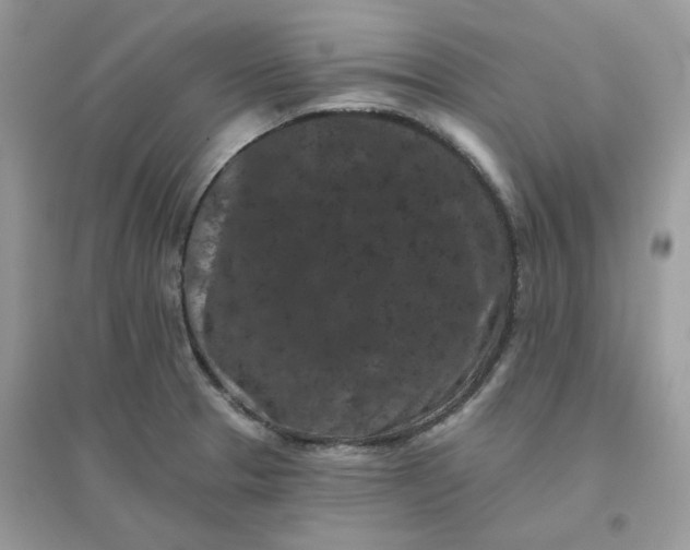 X0000096131329200802011139