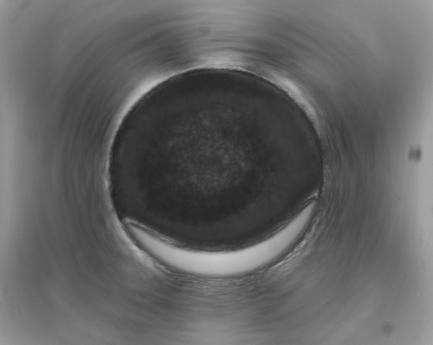 X0000096131331200802011139