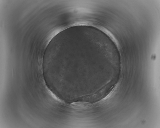 X0000096131337200802011139