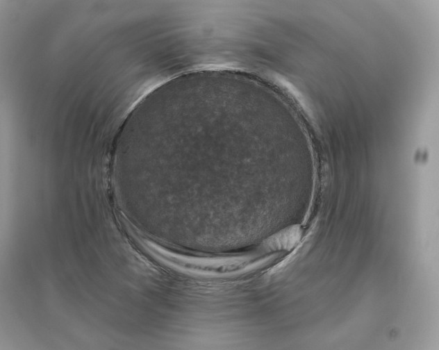 X0000096131361200802011138