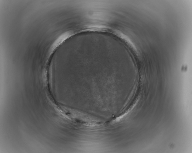 X0000096131362200802011138