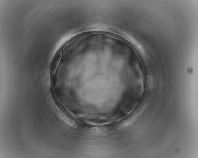 X0000096131368200802011138