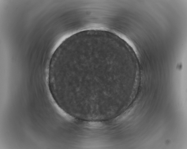 X0000096131383200802011137