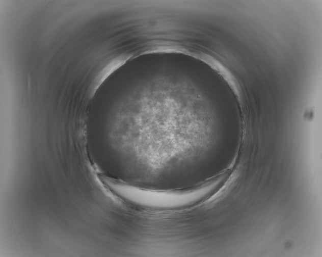 X0000096131385200802011137