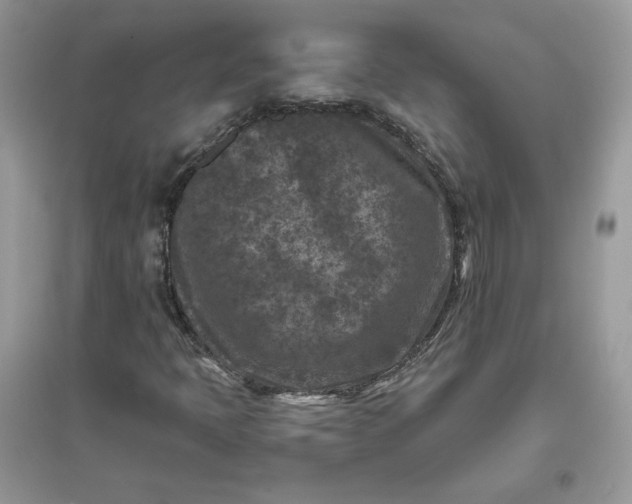 X0000096131397200802011137