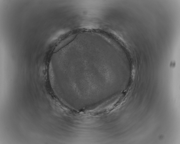 X0000096131398200802011137