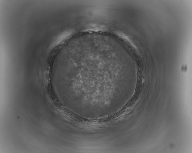 X0000096131399200802011137