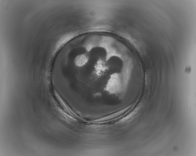 X0000096131405200802011137