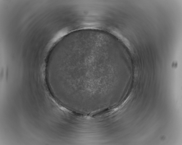 X0000096131411200802011137