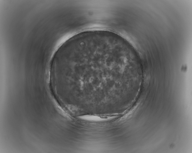 X0000096131413200802011137