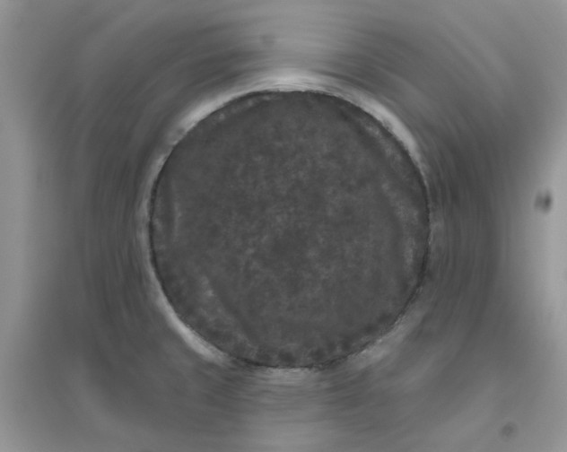 X0000096131429200802011137