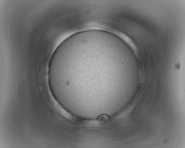 X0000096131431200802011137