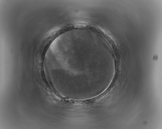 X0000096131445200802011137
