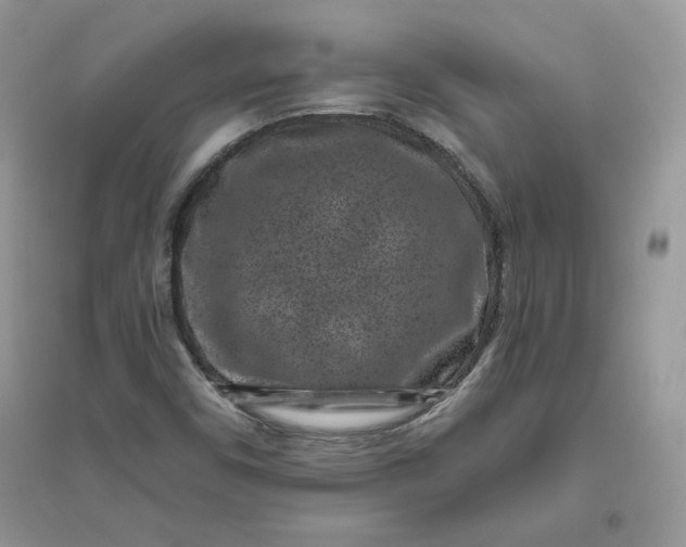 X0000096131450200802011137
