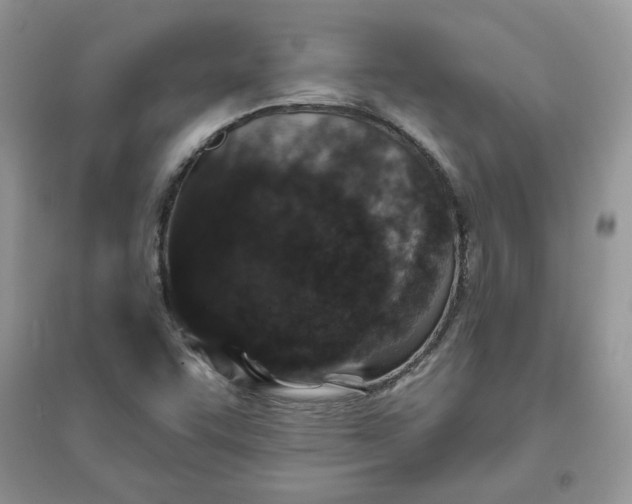 X0000096131455200802011136