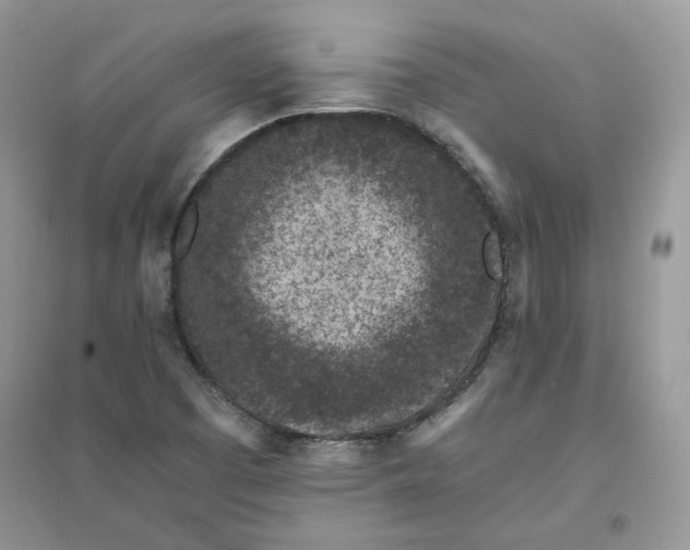 X0000096131457200802011136