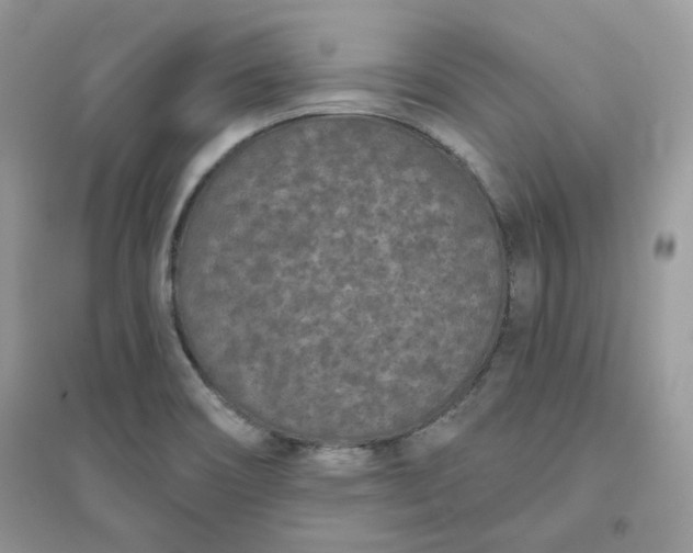 X0000096131466200802011136