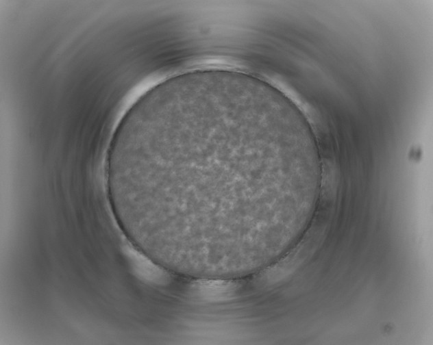 X0000096131474200802011136