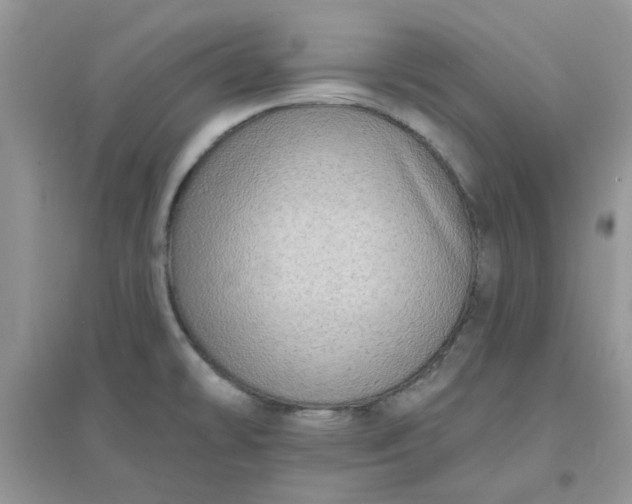 X0000096131478200802011136