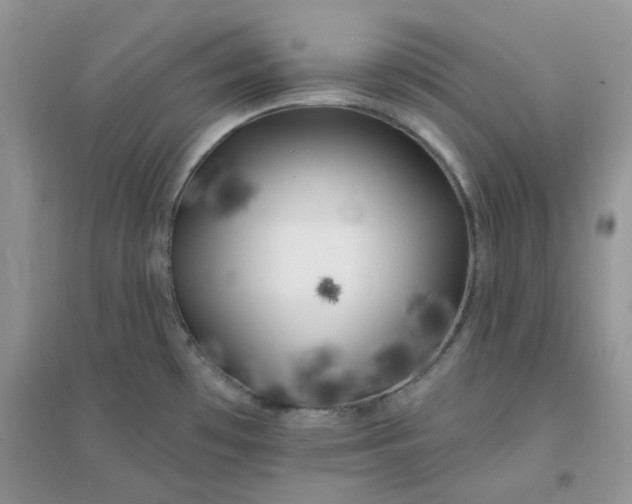 X0000096131481200802011136